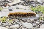 Northern eggar moth caterpillar, Munsary, Caithness