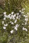 Common cotton grass, Munsary, Caithness