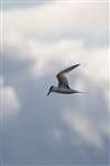Sandwich tern in flight over the Inner Forth