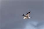 Immature Herring Gull, Firth of Forth