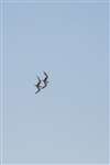 Sandwich terns in flight, Firth of Forth