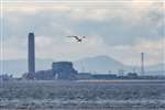 Sandwich tern in flight with Longannet Power Station