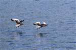 Greylag Geese in flight, Loch Melfort