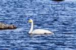 Whooper Swan, Loch Ronard