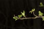 Hawthorn leaf buds, Lochwinnoch