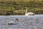 Whooper Swans, Loch Leven