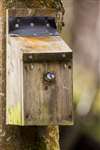 Blue tit peeping out of nest box, Lochwinnoch
