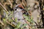 Male House sparrow, Lochwinnoch
