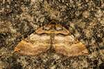 Shoulder-stripe moth, Kilmartin