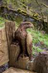 Wood-carved bench, RSPB Loch Lomond