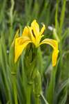Yellow Flag Iris, Eriskay