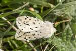 White Ermine Moth, South Uist