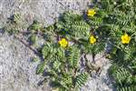 Silverweed, South Uist