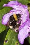 Buff-tailed Bumblebee on Rhododendron ponticum, South Uist