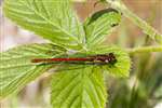 Large Red Damselfly, South Uist
