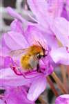 Common Carder Bumblebee on Rhododendron ponticum, South Uist