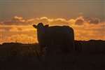 Cow with sunset, North Uist