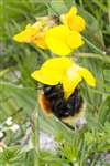 Moss carder bumblebee on Bird's Foot Trefoil, North Uist