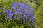 Hybrid bluebells, Broomhill
