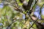 Wood warbler, Glasdrum National Nature Reserve