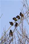 Group of Starlings preening, Lennoxtown