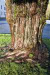 Common Yew trunk, Schoenstatt, Haughhead