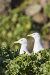 Herring Gulls roosting amongst Tree Mallow, Fidra