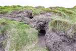 Puffin burrows on Fidra