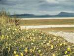 Yellow pansies, Baleshare