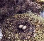 Red-throated diver nest and eggs, North Uist