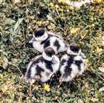 Shelduck chicks, North Uist