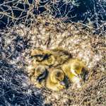 Greylag Goose chicks, South Uist