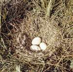 Greylag Goose nest, South Uist