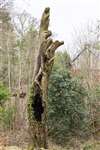 Rotten tree trunk in Tamfourhill Wood, Falkirk
