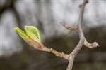Alder leaf bud, Falkirk