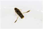 Water boatman, Forth and Clyde Canal, Falkirk Wheel
