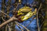 Horse chestnut leaf bud in Dams to Darnley Country Park, Glasgow