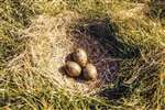 Common gulls nest with 3 eggs in Birsay, Orkney Isles