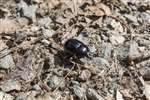 Dor Beetle, Loch Lomond