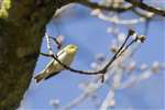 Wood warbler, Loch Lomond