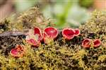 Scarlet Elf Cup fungi, Lochwinnoch