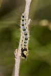 Drinker moth caterpillar, Lenzie Moss