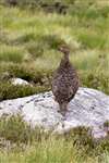 Red grouse, Cairngorm
