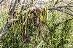 Himalayan Balsam plants pulled up and hanging in a tree to dry out