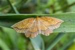 Bordered Beauty moth, RSPB Loch Lomond