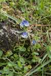 Thyme-leaved speedwell, Ben Lawers