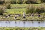 Greylag geese, Inver, Jura