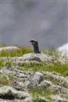 Ptarmigan male in summer plumage, Cairngorms