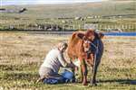 Mrs Macdonald milking Daisy the cow at Hougharry, North Uist