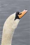 Mute swan, Bingham's Pond, Glasgow